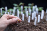 Polyantha rose breeding.
