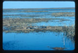 Sabine Wildlife Refuge South of Lake Charles
