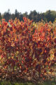 Hazel nut breeding, part of sustainable agriculture plots on the St. Paul campus.