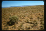 Stipa viridula, Oryzopsis hymenoides, and Bromus tectorum