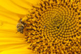Perennial sunflowers of Michael (Mikey) Kantor, in breeding plots on the University of Minnesota's St. Paul campus.