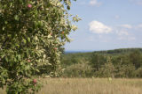 Old apple trees overlooking Lake Superior.