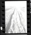 Crookston Campus. Copies of Antique Photos