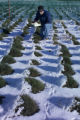 Perennial ryegrass variety development and winter hardiness testing. Research plots on St. Paul Campus, University of Minnesota.