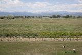 Colorado vineyard growing University of MInnesota grape varieties.
