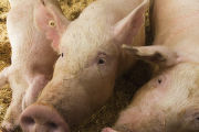 Sows on straw bedding in hoop house during winter.