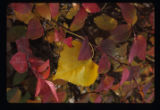 Blueberry plant in fall color.