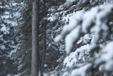 Balsam fir and red pine at YMCA Camp DuNord, on edge of Boundary Waters Canoe Area Wilderness near Ely, Minnesota.