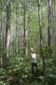 Site of a tornado approximately 25 years earlier, which released the aspen.