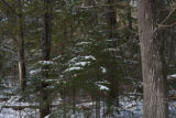 Old white cedar trees and balsam fir understory near the North Shore of Lake Superior.