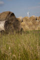 Biomass and wind power, alternative energy research at the University of Minnesota, West Central Research and Outreach Center, Morris.