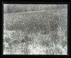 King Rail skulking through grass near nest