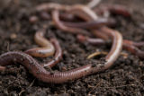 Earth worms. Earth worms.