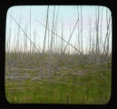 Burned over Spruce and Tamarack swamp, many dead trees still standing