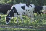 Organic dairying and rotational grazing research by Dennis G. Johnson, University of Minnesota West Central Research and Outreach Center, Morris.