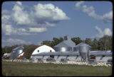 Free range turkeys on a farm near Roseau, Minnesota.