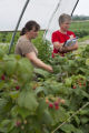 High tunnel, hoop house for raspberry production and research.