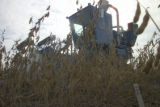 Soybean plot harvest at the University of Minnesota, Southern Research and Outreach Center, Waseca.