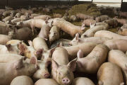 Feeder pigs on straw bedding, circulating around stainless steel waterer on floor of hoop house during winter.