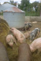 Organic swine and beef (and soon soybean) farm south of New Ulm, Minnesota.