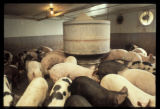 Pigs at a feeder, slatted floor..
