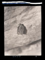 Keen's Little Brown Bat