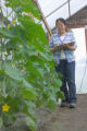 Shengrui Yao, horticulture researcher, with strawberry plants at the University of Minnesota, North Central Research and Outreach Center, Grand Rapids, Minnesota.