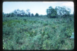 Marshes adjacent to the La Venta archaeological zone in Northwest Tabasco state, Mexico. Note Cyperus giganteus similar to Cyperus Papyrus