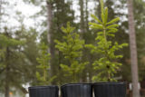 Carrie Pike with spruce subjected to different levels of early spring warming to simulate climate change and its effect on growth.