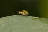 Corn rootworms mating.