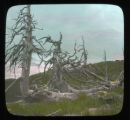 Timberline trees