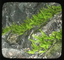 Polypodium