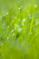 Turf grass research. Turf grass research.