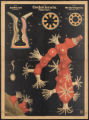 (Typus) Coelenterata, Pflanzenthiere (Classe) Anthozoa, Corallenthiere (Ordnung) Octactinaria, achtstrahlige Corallen
