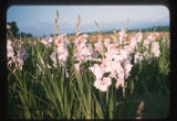 Gladiolas