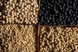 Variation among soybean varieties.