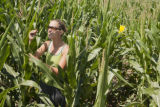 Corn rootworm susceptibility in some lines of BT corn.