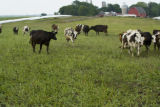Normande dairy cows eating Sudan grass on farm near Jordan, Minnesota, the Riesgraf family.