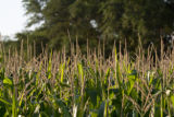 Corn tassels at the University of Minnesota, West Central Research and Outreach Center, Morris, Minnesota.