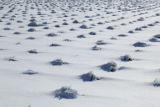 Field plots of alternative, perennial crops for Minnesota. University of Minnesota, St. Paul Campus.