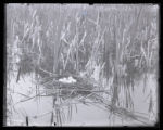 Horned Grebes nest, eggs uncovered