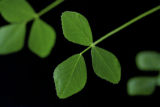 Medicago truncatula sequencing project, funded by National Science Foundation.