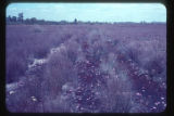 Serpentine vegetation, high water table