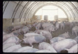 Alternative swine production research at West Central Research and Outreach Center, Morris.