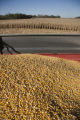 Combine harvesting corn at the University of Minnesota, Rosemount Research and Outreach Center.