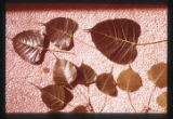 Plant and man slides Lectures 28-30. Leaves of sacred fig.