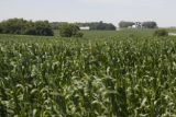 Corn field and dairy farms, Stearns County, Minnesota.