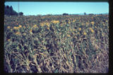 Safflower at Lincoln College, near Christchurch