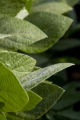 Morning dew on soybean leaves at the University of Minnesota's Southern Research and Outreach Center, Waseca, Minnesota.