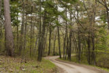 Mixed species forest in early spring along Forest Service road, Chippewa National Forest, Minnesota.